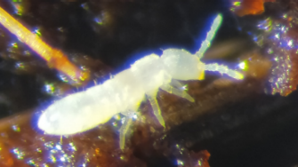 Clonal reproduction and variation