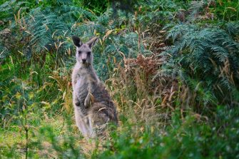 Grey Kangaroo