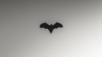 Silhouette bat
