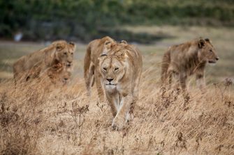 Pride of lion walking on dried grass 