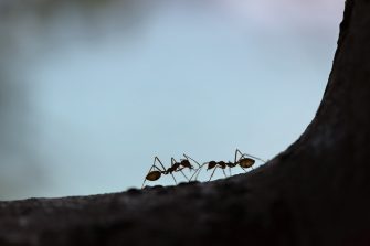 Two black ants