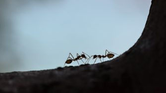 Two black ants