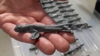 Predation on plasticine model