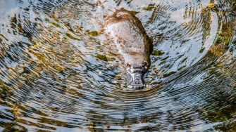 Platypus in the wild