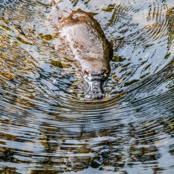 Platypus in the wild