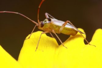 Miridae insect