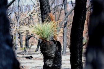 Close up of green shoots in burned tree