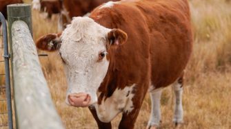 Cow standing in a dry field next to a fence with other cows in background