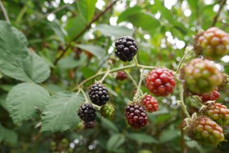 Close up of blackberries