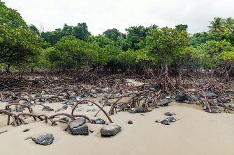 Mangroves at the beach
