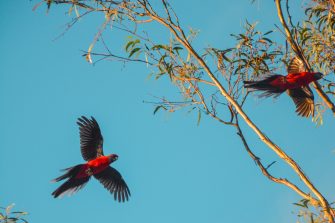 Two red parrots flying overhead
