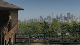 Taronga Zoo