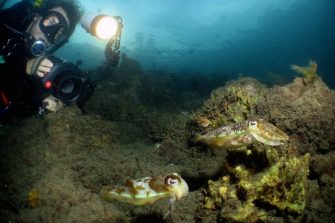 Diver photo taking pictures of squid underwater