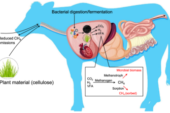 Biochar Ruminants Honours Project