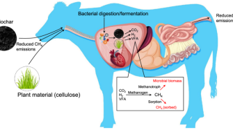 Biochar Ruminants Honours Project