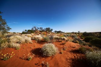 A western quoll is released in the Wild Deserts precinct of Sturt National Park NSW