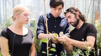 Students in the School of Biological, Earth and Environmental Sciences Glasshouse inspecting plants