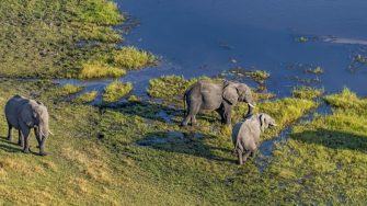 elephants at waterhole