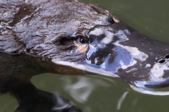 Platypus in water