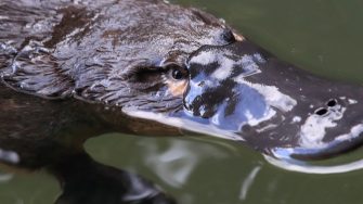Platypus in water