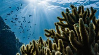 coral reef under the sea