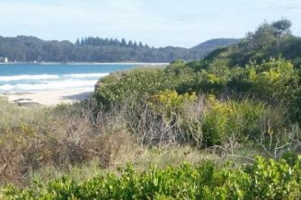 sand dune plant and ocean