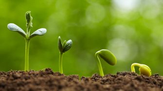 Small bud growing in spring with different stages