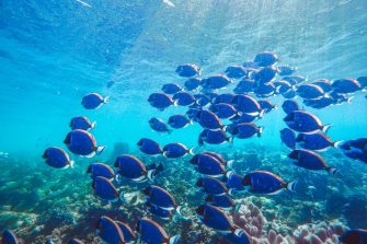 School of blue fish in the ocean