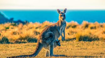 Kangaroo with joey in pouch