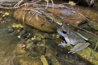 Litoria booroolongensis