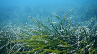 seagrass