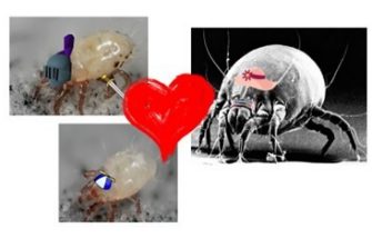 Can females spot a loser?