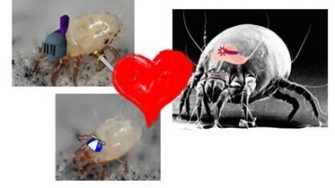 Can females spot a loser?