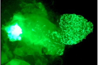 The Cost of Sperm Are All Males Equally Fertile