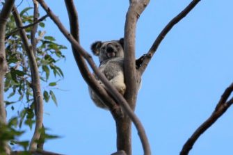 Koala