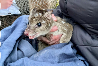 Western Quolls 