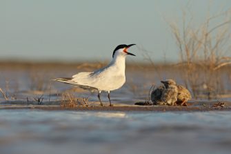 Australian Gull-billed Tern (Gelochelidon macrotarsa) with chicks on desert wetland