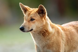Dingo face 