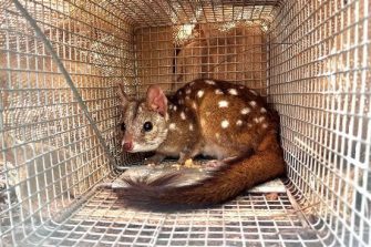  image of quoll from Newletter Header Nov 24