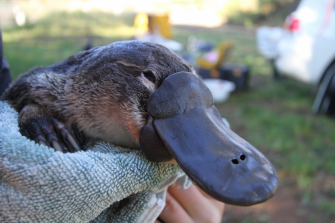 A platypus being held in a towel