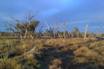 macquarie marshes
