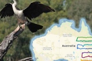 waterbirds migration route