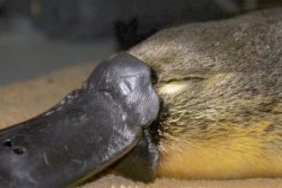 platypus