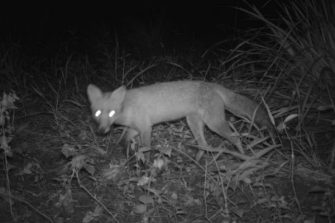 fox at night