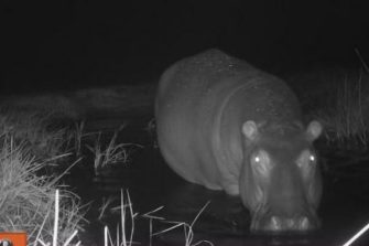 hippo at night