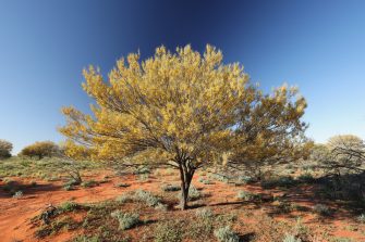 Flowering Mulga