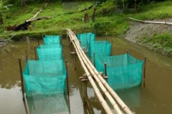 Fingerlings in Hapas