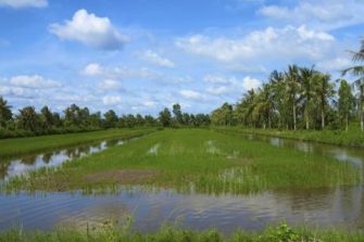 Rice paddy shrimp farm