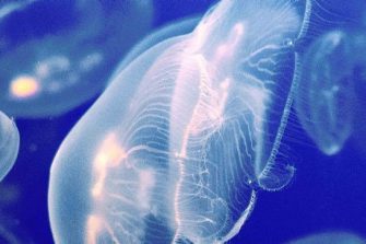 Jellyfish
