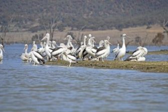 Lake Brewster pelicans